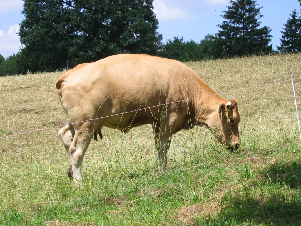 * Image 4