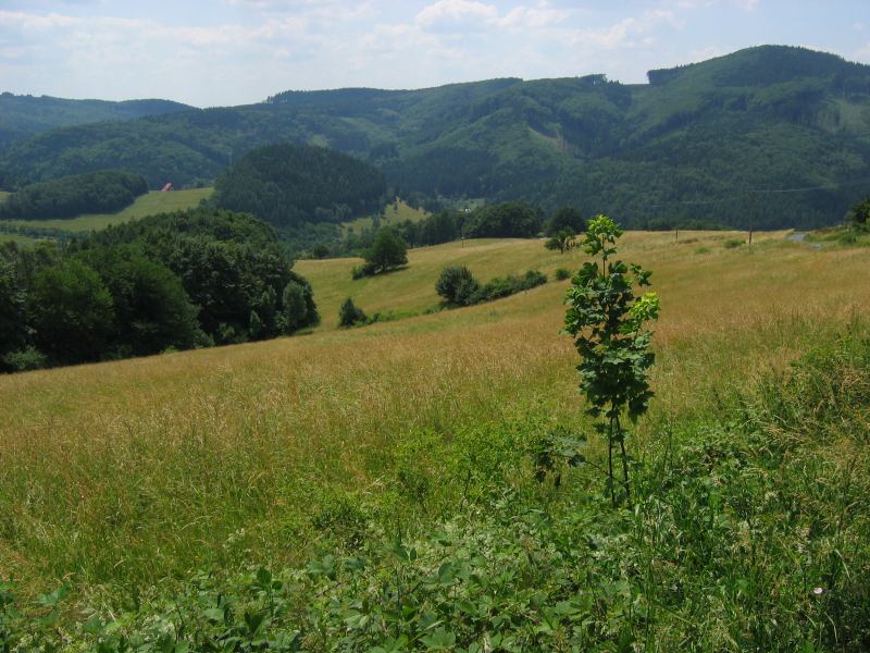 * Image 6