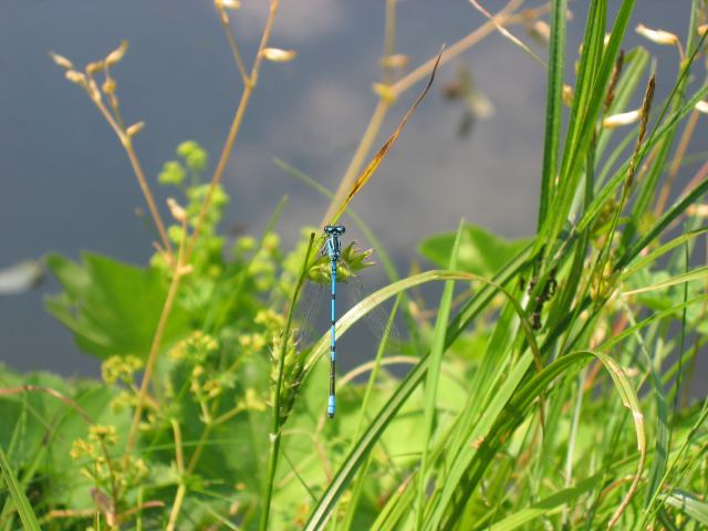 * Image 6