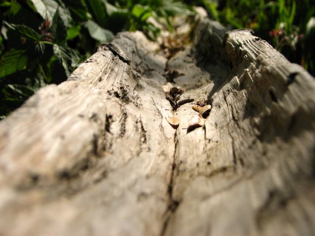 * Image 38