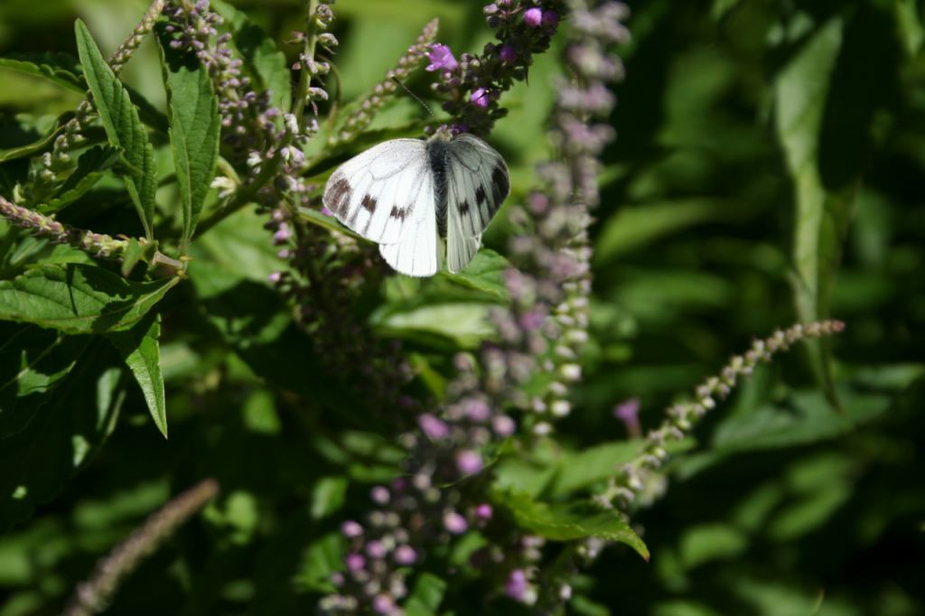 * Image 12