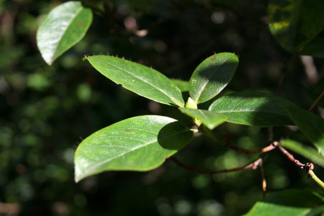* Image 6