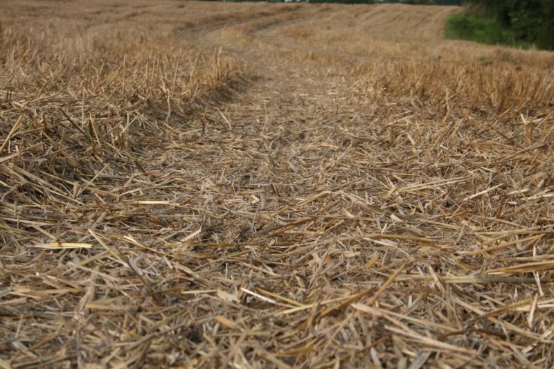 * Image 7