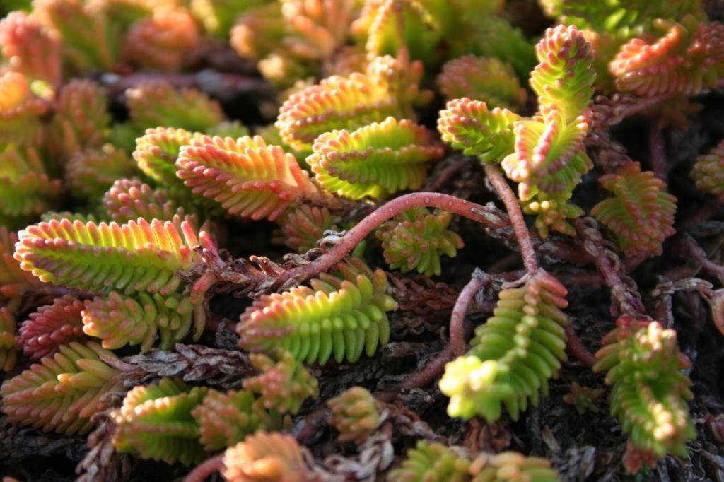 * Image 4