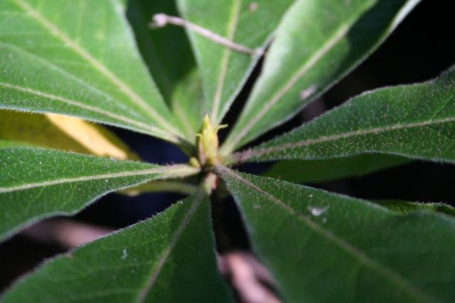* Image 1