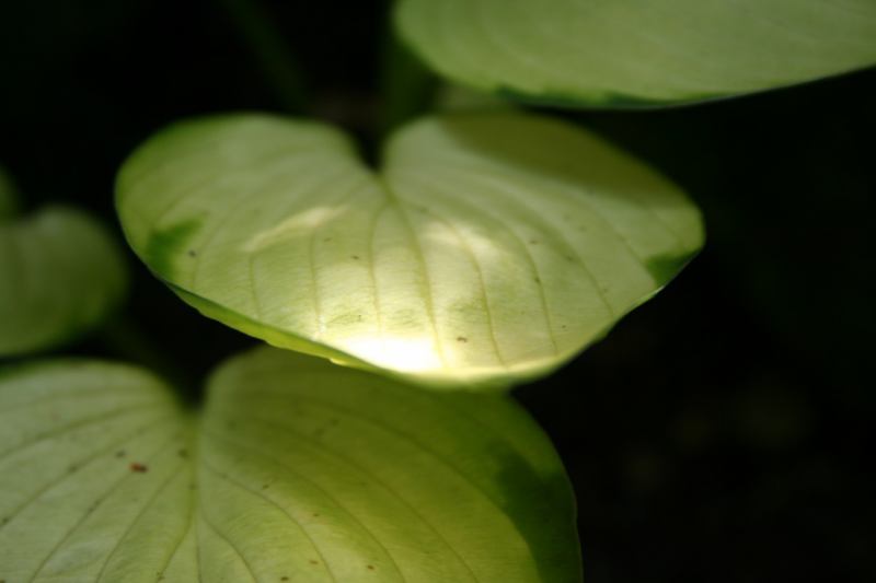 * Image 5