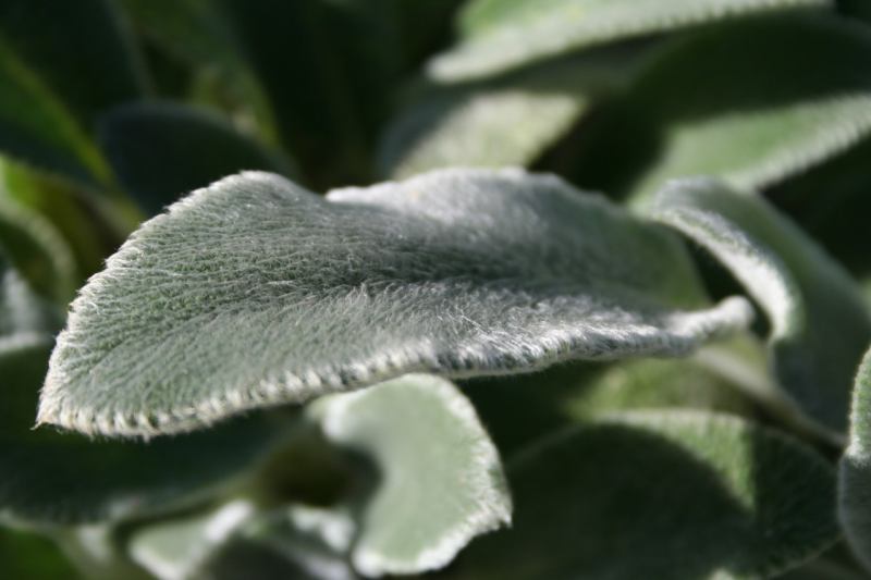 * Image 9
