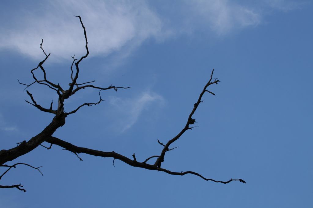 * Image 4