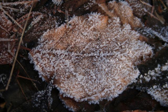 * Image 11