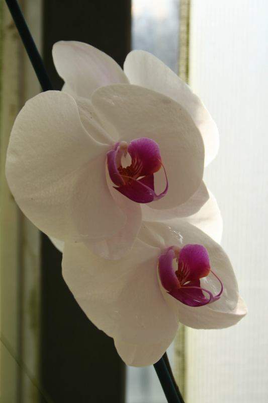 * Image 10