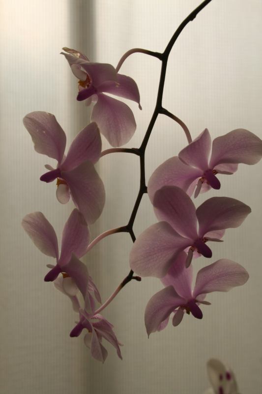 * Image 36
