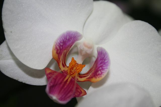 * Image 1