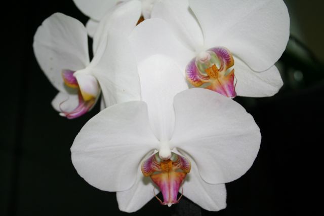 * Image 4