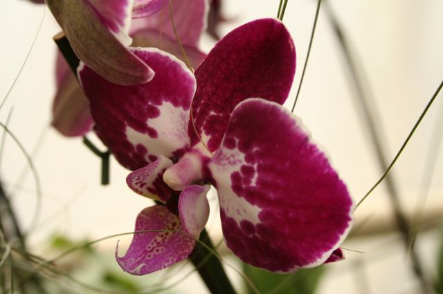 * Image 31