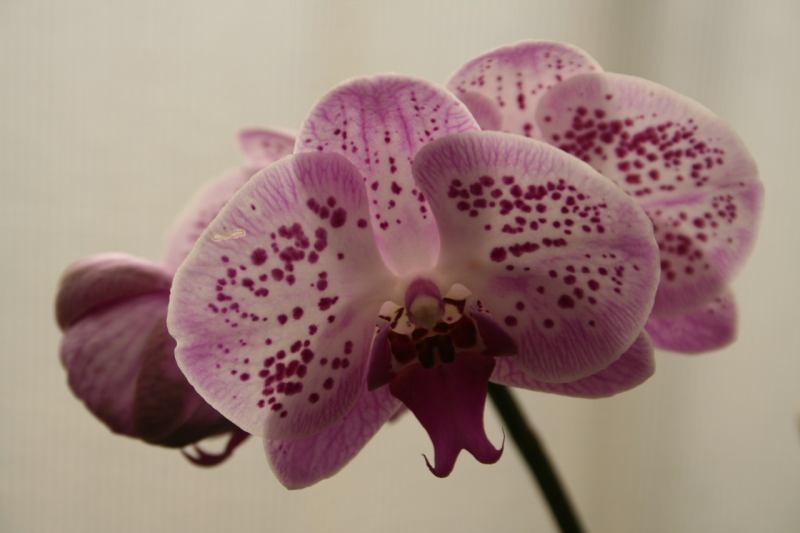 * Image 35