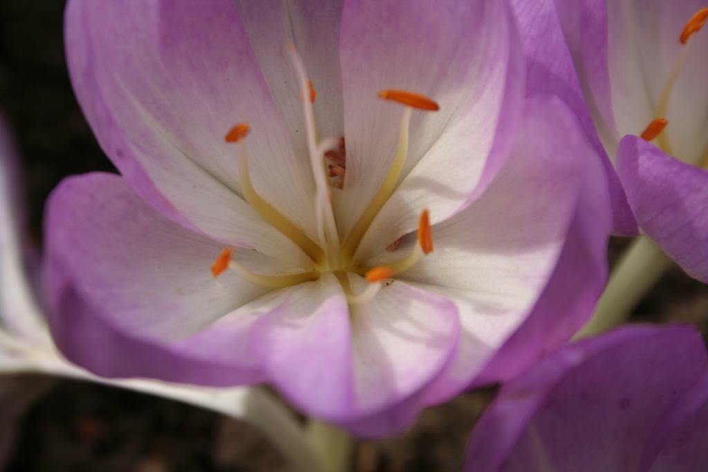 * Image 2