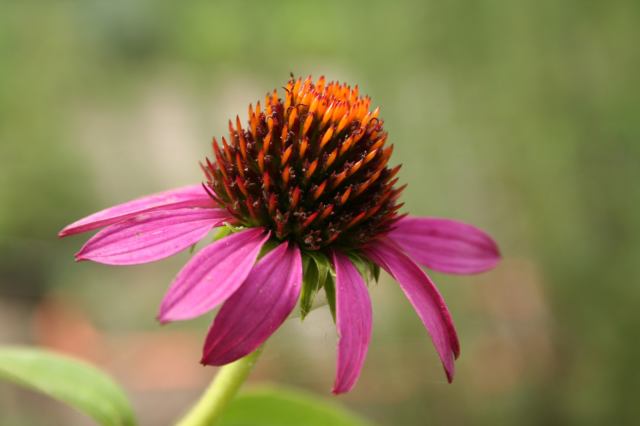 * Image 3