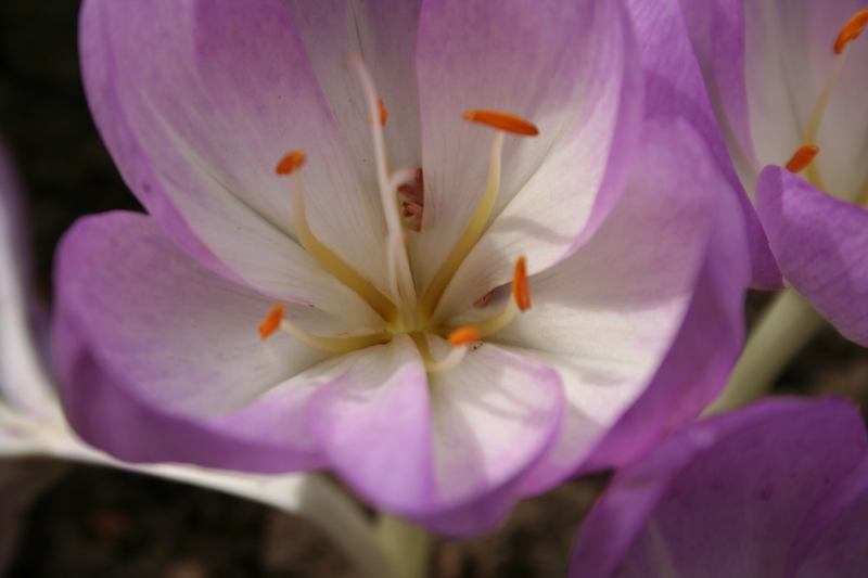 * Image 2