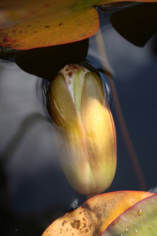 * Image 11