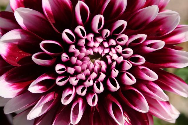 * Image 4